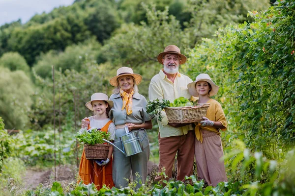 畑の真ん中に立っている祖父母の肖像画 収穫された作物を収穫し 水を飲むことができます 秋に野菜を収穫する 祖父母の重要性について — ストック写真