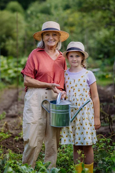 畑の真ん中に野菜を水にかけている孫娘の肖像画 祖父母の重要性の概念 孫の関係 インタージェネレーションガーデニング — ストック写真