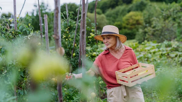 Πορτρέτο Μιας Ηλικιωμένης Γυναίκας Που Μαζεύει Ώριμες Ντομάτες Από Φυτά — Φωτογραφία Αρχείου