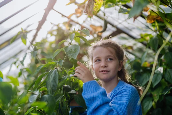 Sebzelerin Yetiştirildiği Bir Seranın Ortasında Duran Sevimli Genç Bir Kızın — Stok fotoğraf