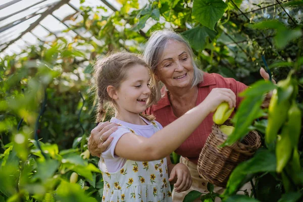 Porträtt Mormor Med Barnbarn Plocka Mogen Paprika Från Växt Växthus — Stockfoto