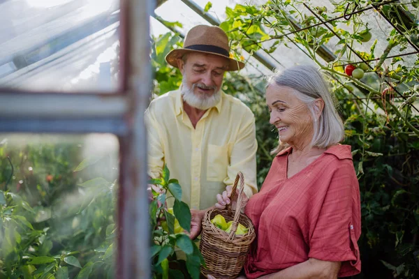 Portrait Senior Couple Picking Ripe Bell Peppers Plant Greenhouse Harvesting — Stock Photo, Image