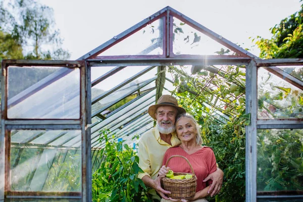 温室の植物から熟したベルペッパーを拾うシニアカップルの肖像画 秋に野菜を収穫する 退職時の趣味の概念について — ストック写真