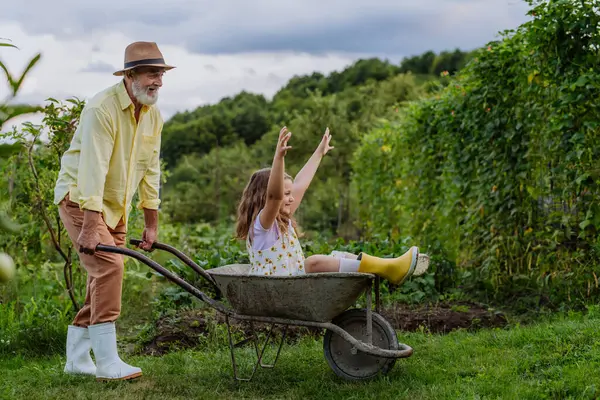 Büyükbaba Torununu Arabasıyla Bahçeye Itiyor Kız Ellerini Başının Üstüne Kaldırdı — Stok fotoğraf