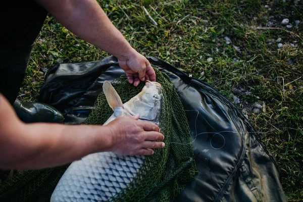Zbliżenie Złapanego Karpia Sieci Rybackiej Rybak Łowiący Ryby Nad Jeziorem — Zdjęcie stockowe
