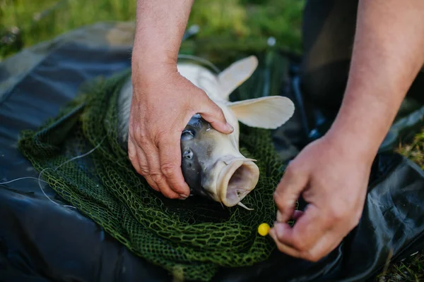 釣り網で捕まったカープのクローズアップ 漁師が湖で釣り カープを捕まえました 魚の口からフックを取り除き 水に戻す前に — ストック写真