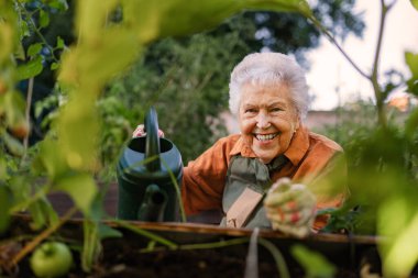 Close up of senior woman in wheelchair taking care of zucchini plant in urban garden. Elderly woman waterng plants in raised beds in community garden in her apartment complex. Shot from above. clipart