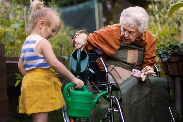 庭で働く小さな愛らしい女の子の肖像画 車椅子で彼女の祖母 若い女の子は 育てられたベッドで育つ野菜の世話をする — ストック写真