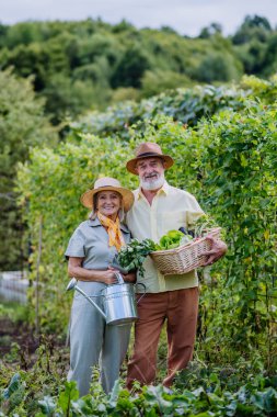 Güzel yaşlı çift bir tarlanın ortasında duruyor, hasat edilen mahsullerle dolu ahşap bir sandık tutuyorlar. Sonbaharda sebze hasatı..