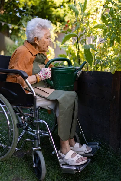 Крупный План Пожилой Женщины Инвалидной Коляске Ухаживающей Томатным Растением Городском — стоковое фото