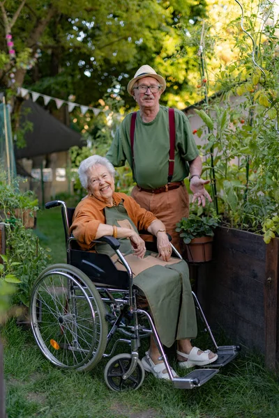 Portrait Senior Couple Taking Care Vegetable Plants Urban Garden City — Stock Photo, Image