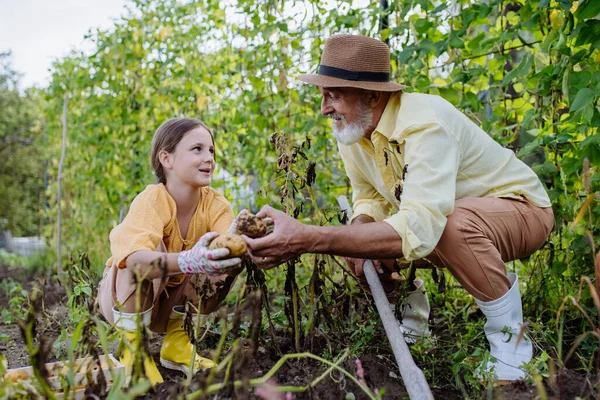 Portrait Grandfather Granddaughter Harvesting Potatoes Middle Field Concept Importance Grandparents — Stock Photo, Image