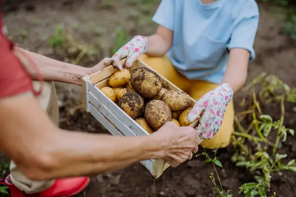 Eine Holzkiste Voller Kartoffeln Gepflückt Vom Boden Vom Feld — Stockfoto