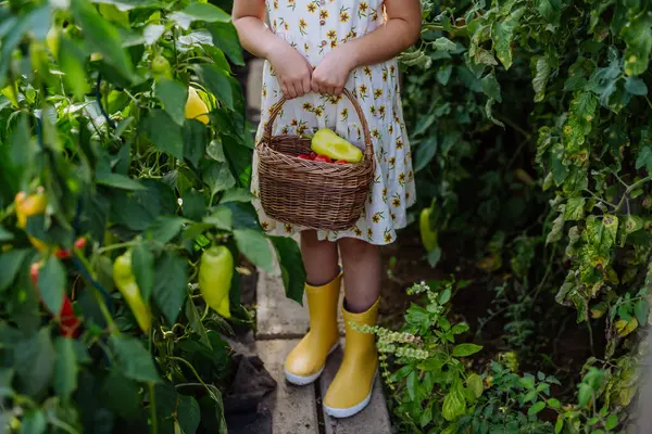 온실에서 고추를 선드레스에있는 소녀의 초상화 야채의 중간에 — 스톡 사진