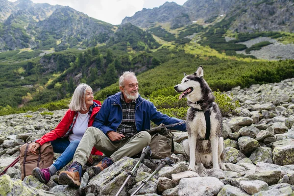 Active elderly couple with dog hiking in autumn mountains, on senior friendly trail. Senior tourists with backpacks resting, petting their Siberian Husky dog.