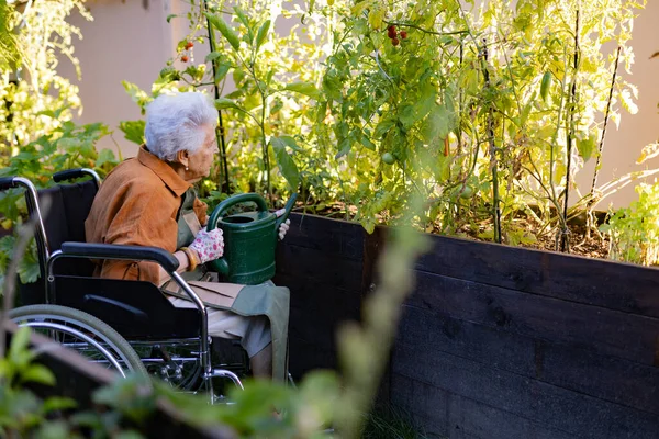 Close up of senior woman in wheelchair taking care of tomato plant in urban garden. Elderly woman waterng plants in raised beds in community garden in her apartment complex.