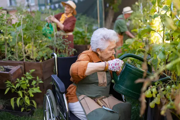 Close up of senior woman in wheelchair taking care of vegetable plants in urban garden. Elderly woman waterng plants in raised beds in community garden in her apartment complex. Nursing home residents