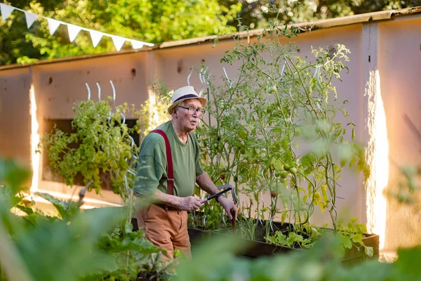 Portrait of senior man whistling while taking care vegetable plants in urban garden. Urban gardening in community garden making pensioner happy and cures his depression.