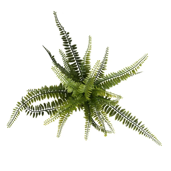 Close up of fern plant isolated on white background. Real photography on the white colour bacground.