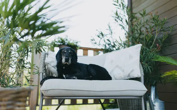 Old Dog Lying Outdoor Chair Terrace House Older Family Dog — Stock Photo, Image