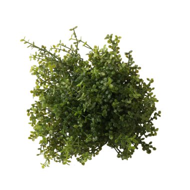 Beyaz arka planda izole edilmiş sulu bitkileri kapatın. Beyaz arka planda gerçek fotoğrafçılık. Sedum ya da taş fabrikası.