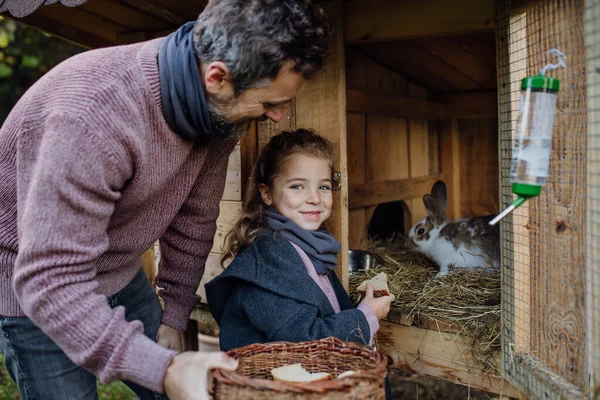 Father and daughter feeding the pet rabbit, giving it vegetables from the garden and old bread.