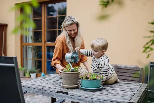 Anne Küçük Oğlu Bahçedeki Bitkilerle Ilgileniyor Yeniden Ekiyor Çiçekleri Suluyor — Stok fotoğraf