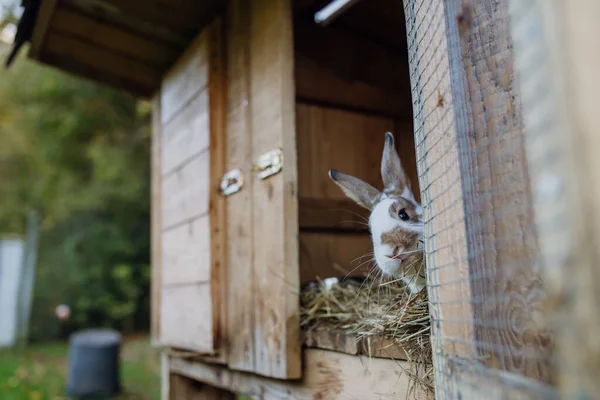 Fluffy pet rabbit, bunny, watching from wooden rabbit hutch or cage in the garden.
