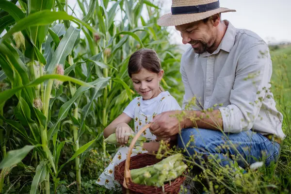 畑でトウモロコシを収穫する若い娘と農民の肖像画 植物から新鮮なトウモロコシコブを選ぶのを助ける少女 — ストック写真
