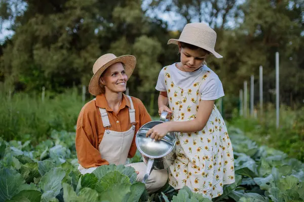 Daughter Helping Female Farmer Wattering Cabbage Field Watering Can Farmer — Stock Photo, Image