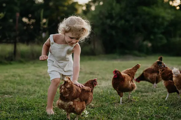Küçük Kız Çiftlikte Tavuk Kovalıyor Koşuyor Tatillerde Büyükannesi Büyükbabasının Kır — Stok fotoğraf