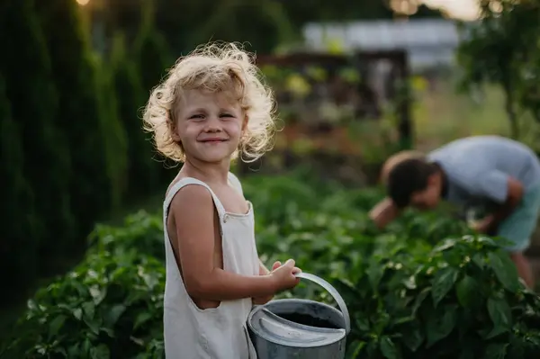 保護しているシビングルズ 水やりによって育てられた庭のベッドは水を飲むことができます 野菜園の世話と成長 春の野菜を植える — ストック写真