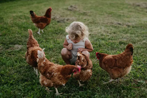 小さな女の子は 農場で鶏の間を泳いで追いかけている 彼女の祖父母の田舎で休暇中に楽しんでいる — ストック写真
