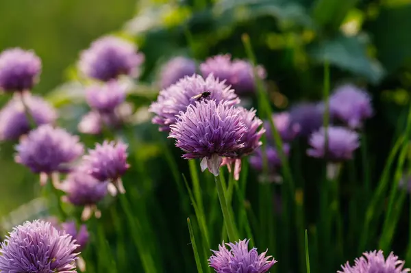 Blossoming Purple Flowers Chive Garden Herb Edible Leaves Flowers — Stock Photo, Image