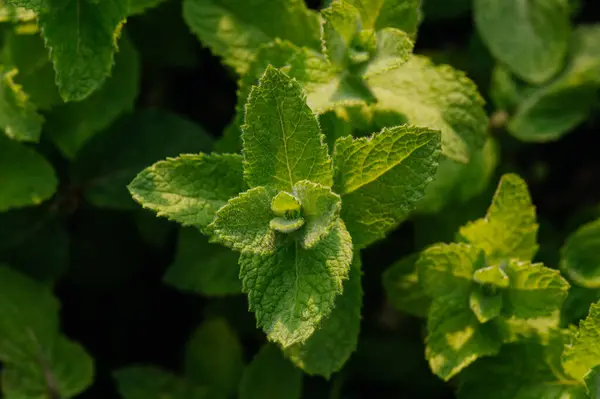 Peppermint Leaves Aromatic Medicinal Herb Growing Garden Summer — Stock Photo, Image