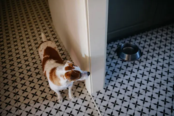 Cão Está Esperando Para Ser Alimentado Cozinha — Fotografia de Stock