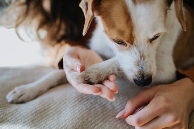 Evde yalnız yaşayan genç bir kadın. Güzel bekar kadın yatakta uzanıyor, köpeğini okşuyor, haftasonunun tadını çıkarıyor, gülümsüyor..