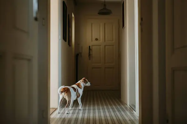 Собака Стоит Ждет Накормят Ждет Своего Хозяина — стоковое фото