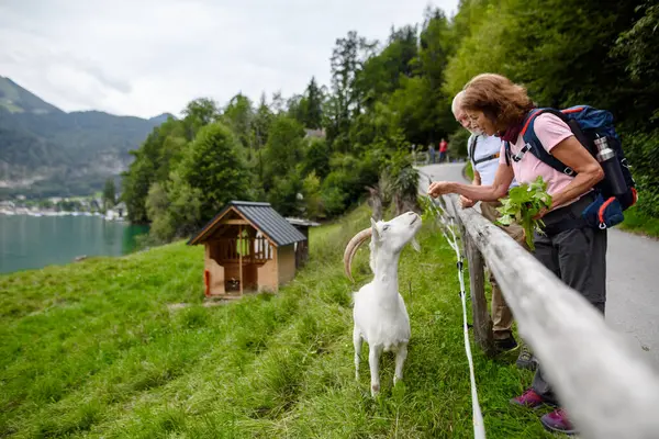 Casal Idosos Alimentando Cabra Atrás Trilhos Madeira Durante Caminhada Nas — Fotografia de Stock