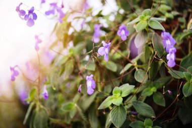 Asılan sepetlerdeki fuşya çiçeklerini kapatın, serada.