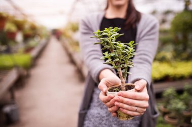 Küçük bir sera işi. Bahçıvan elinde sulu saksı tutuyor. Bahçe mevsiminde çok çeşitli bitkiler sunuyor..