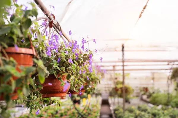 Close Fuchsia Flowers Hanging Baskets Greenhouse Stock Image
