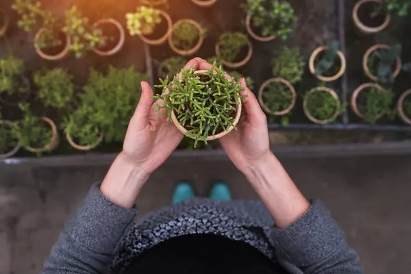 Bisnis Rumah Kaca Kecil Tukang Kebun Memegang Pot Yang Lezat Stok Foto Bebas Royalti