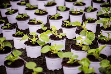 Büyüyen bebek bitkileri, beyaz saksılarda fidanlar.