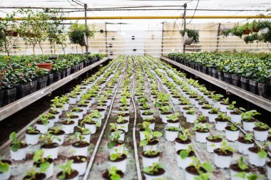 Bir seranın karşısında. Ekinler, saksılar ve fidanlar..