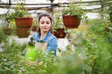 Küçük bir sera işi. Çiçekleri ve fideleri sisleyen bahçıvan, elinde panoyla bitkilerin ortasında duruyor. Bahçe mevsiminde çok çeşitli bitkiler sunuyor..