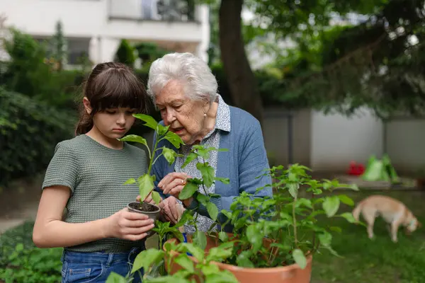 stock image Grandmother teaching granddaughter to work in garden. Girl helping elderly grandma with plants, herbs in garden, spending free summer time outdoor.