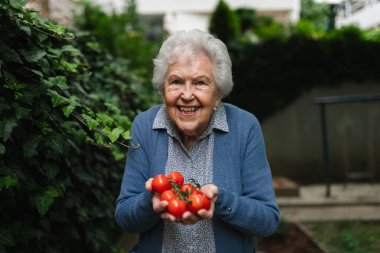 Gururlu, mutlu yaşlı kadın kendi domates hasadını sergiliyor. Bahçeden yeni toplanmış olgun kırmızı domatesleri ellerinde tutuyor..