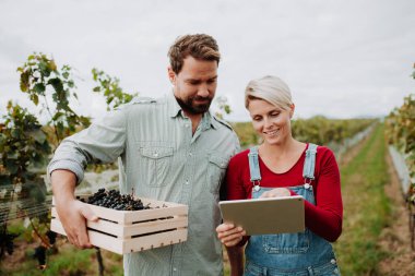 Vineyard 'ın sahibiyle konuşan, üzüm yetiştiren ve hasat yapan bağları denetleyen bir böcek yetiştiricisi. Aile bağlarında el yapımı üzüm hasadı.