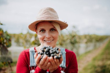 Kadın portresi, üzüm kokulu üzüm kokusu. Aile bağlarında el yapımı üzüm hasadı.